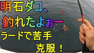 明石ダコを釣る