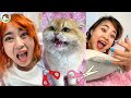 Smart cat cuts off all of his owner's hair | Funny and cute video Cat