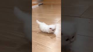 Two super cute kittens#catvideos #pet #cute #cat #funny #kitten #shorts #fyp