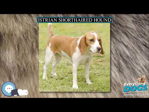 should i get a istrian shorthaired hound