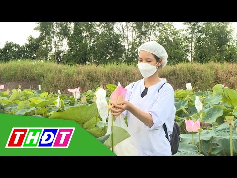 Video Buổi sáng trên đồng sen | THDT - youtube