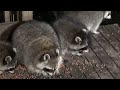 Monday Video 2 - Bed lunch for the Raccoons while they are chillin and food drunk