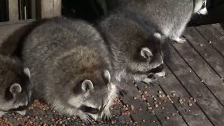 Monday Video 2 - Bed Lunch For The Raccoons While They Are Chillin And Food Drunk