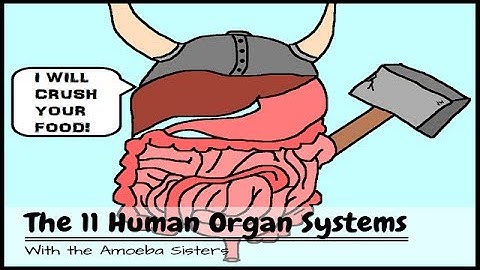 (OLD VIDEO) Human Body Systems: The 11 Champions