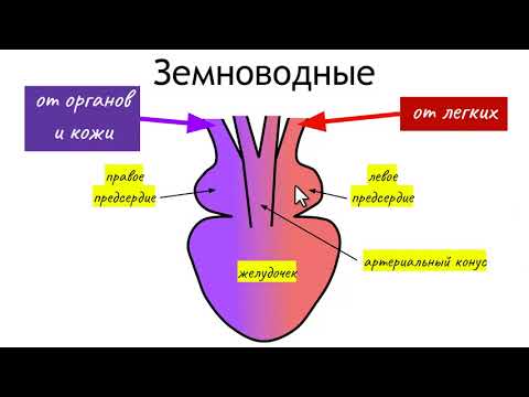 Видео: Разница между млекопитающими и амфибиями