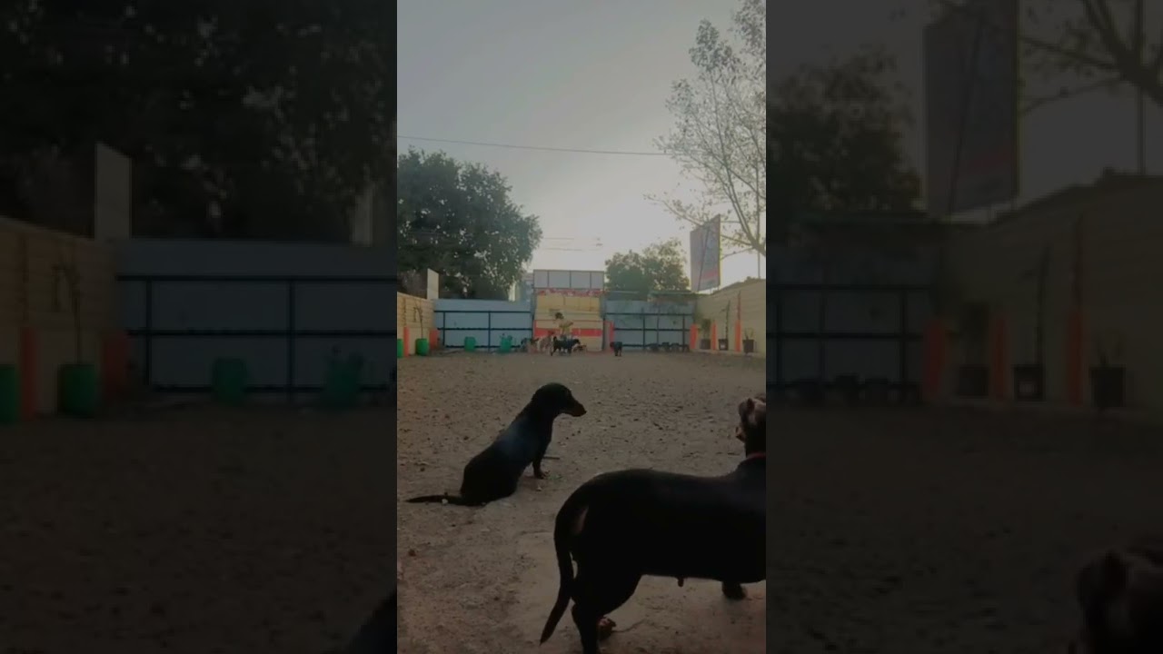 Learn Loose Leash Walking | Obedience Training | Dog Training Solutions | Pune | Riyopaws