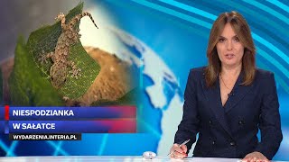 Chciała Zrobić Sałatkę. Znalazła Gekona W Rukoli