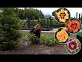 Planting 4 Varieties of Daylilies- Tough, Low Maintenance Perennials! 🌺🌿🙌 // Garden Answer