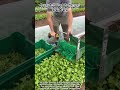 Power Drill Used To Harvest Leafy Greens From A Small Scale Farm