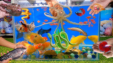 Tổng hợp các loại cá cảnh đẹp, bạch tuộc siêu cute, cá lia thia, cá betta, cá koi, cá vàng, rắn