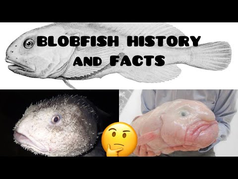 Blobfish, facts and information