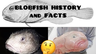 What Do Blobfish Look Like Underwater & Under Pressure? - A-Z Animals