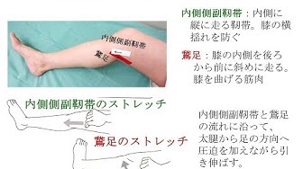 内側側副靱帯 Youtube