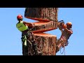 Fastest big chainsaw cutting tree machines skills incredible tree felling climbing with chainsaw