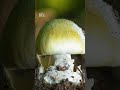 Toxic mushrooms sicken 35, kill 3 in California outbreak. ‘This hasn’t stopped’