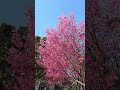 Podgorica's sakura season is absolutely insane #nature #travel #discovery