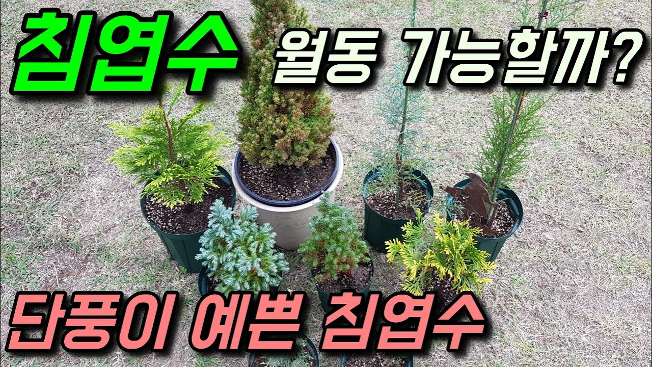 침엽수(coniferous) 월동방법과 단풍이 예쁜 침엽수를 정리해봤습니다.