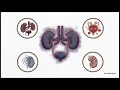 The Urinary System