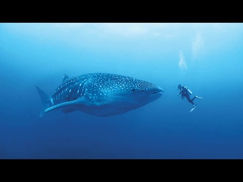 فيديو: كم يصنع عالم الأحياء البحرية لسمك القرش؟