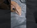 PEELING GIANT LIZARDS SKIN OFF ! 4K WHY ITS DONE