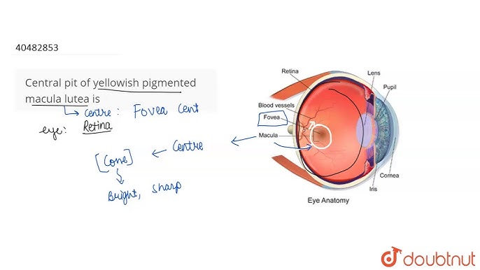 How to Pronounce Macula Lutea - YouTube