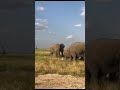 Spotting herds of elephants in Amboseli is very high or let's say a must.