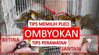 Cara Memilih Pleci Ombyokan dan Perawatannya #pleci