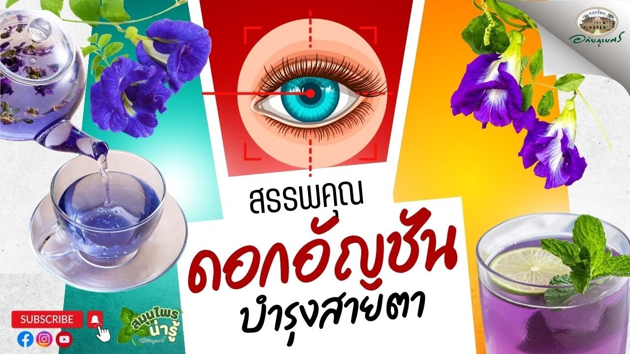 สรรพคุณ ดอกอัญชัน บำรุงสายตา l สมุนไพรน่ารู้ (2025)