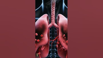 What Happens to Your Lungs When You Smoke 🚬 | 3D Animation #shorts #shortvideo #short #viral