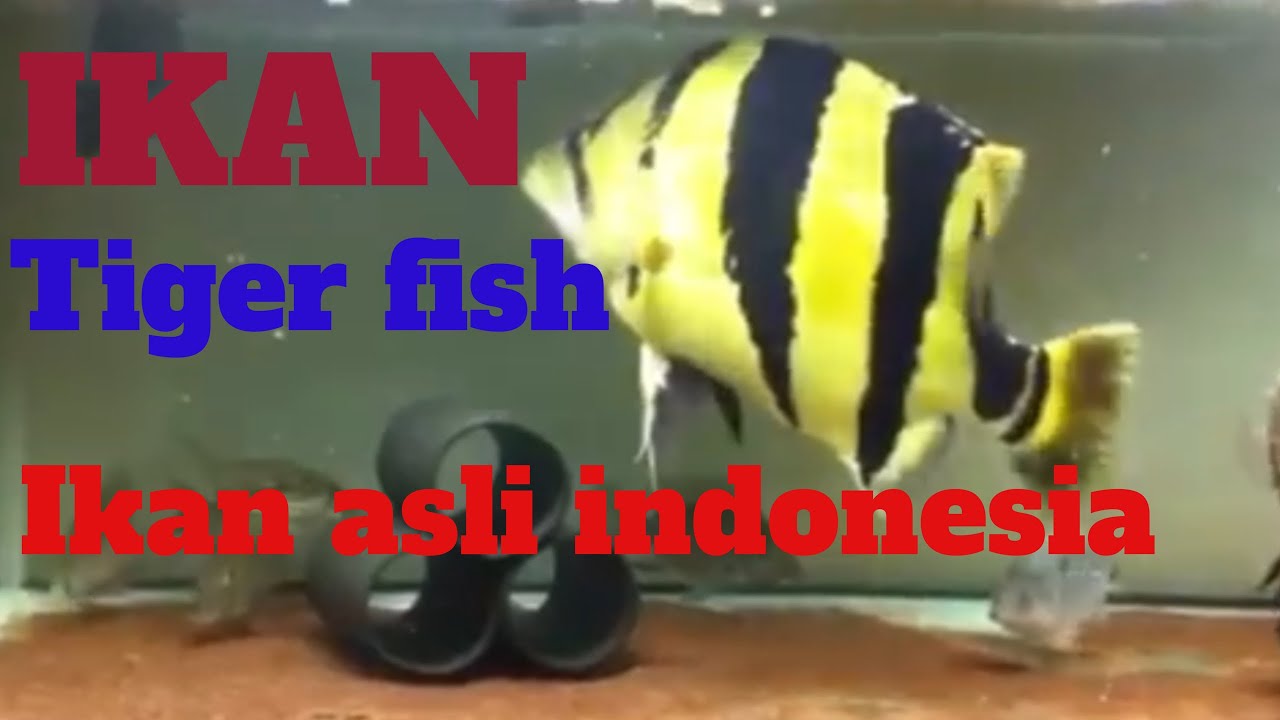 Ikan Tiger fish- ikan mahal asli Indonesia - YouTube