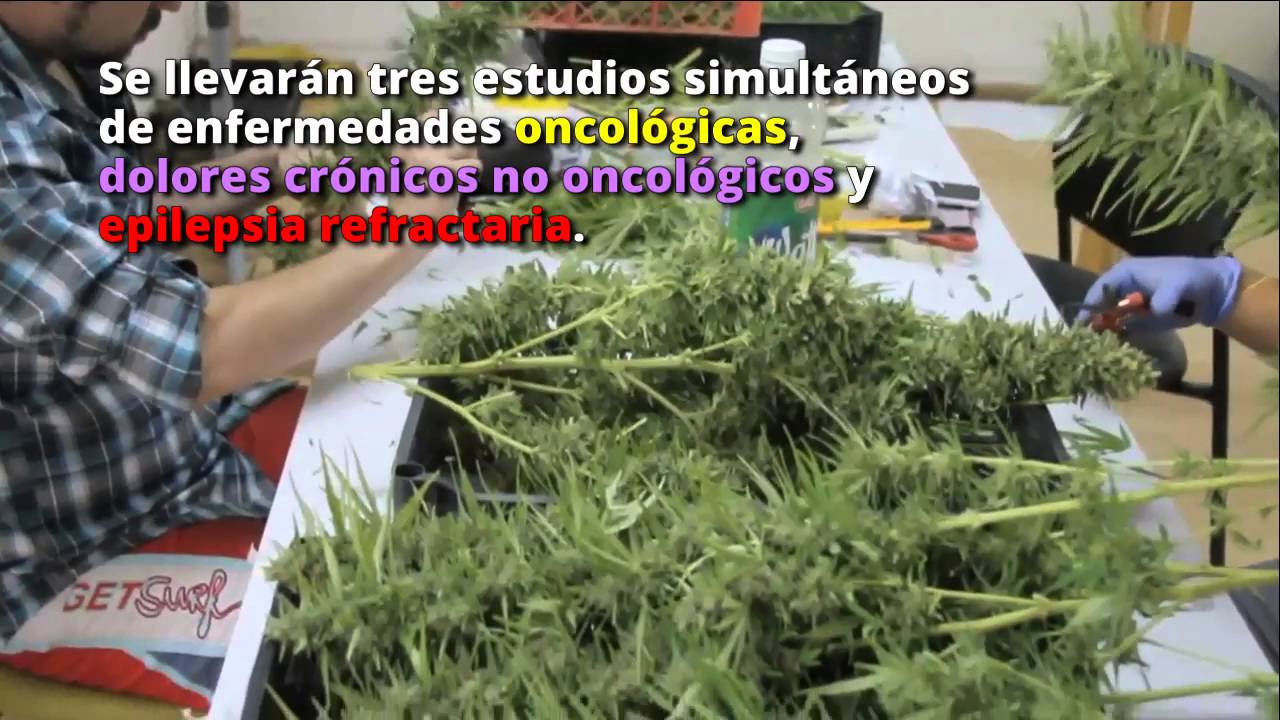 Inicia cosecha de la mayor plantación de cannabis medicinal en Latinoamérica