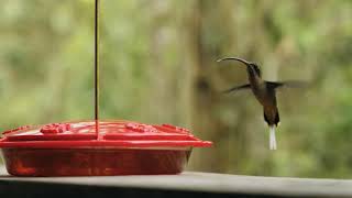 flying birds motion slow