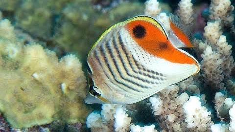 Eritrean Butterflyfish facts  | Crown Butterflyfish