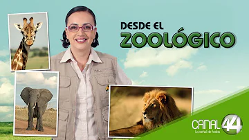 ¿Cómo describir el zoológico?