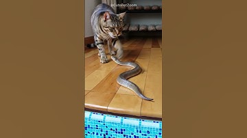 Shocking! Snake face to face with cat. Who run?