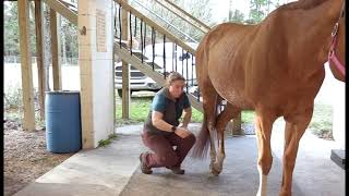 How to Check for Neurological Disorders in Horses