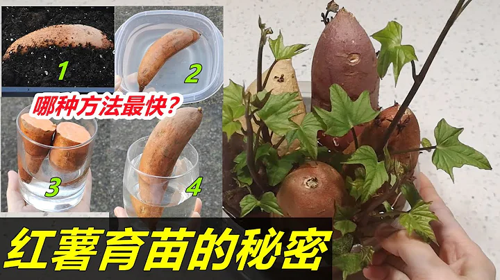 最快红薯催芽, 育苗的真相, 土培/水培/立着/躺着/切开?🍠Growing sweet potatoes from cutting - 天天要闻