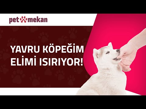 Video: Her Yavru Ebeveyninin Tarzı ve Bütçesi İçin 15 Ultra Şık Köpek Yatağı