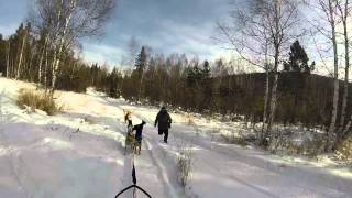 Dog Sledding At Lake Baikal