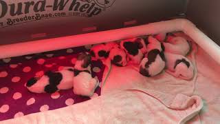 A choir of smol awoos! - borzoi puppies howling by Ashley Cirimeli 9,641 views 6 years ago 34 seconds