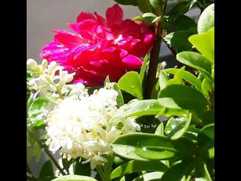 اجمل اغنية كردية بمناسبة عيد الفطر اجمل اغنية كردية بمناسبة عيد الفطر