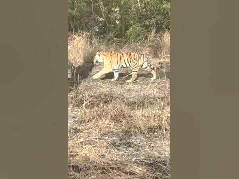 Royal Bengal Tiger Video/Royal Tiger Coming/Tiger Zinda Hai/Tiger ...