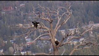 May 10, 2024 Evening rendezvous: Shadow grows stick inventory