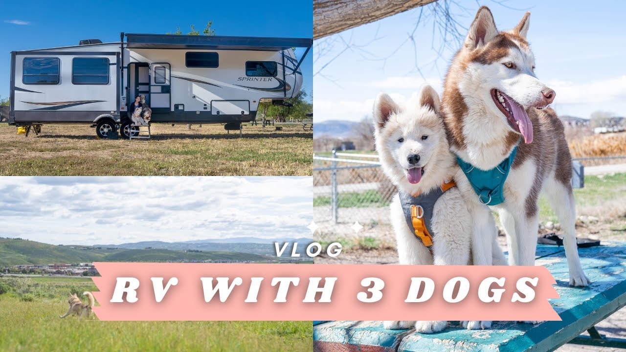 Our First RV Trip with 3 Dogs YouTube