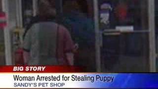 Police Charge Woman With Stealing Puppy