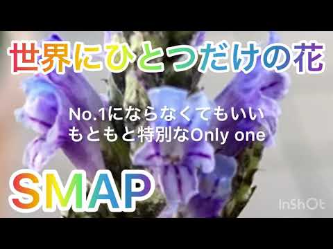 【歌ってみた】世界にひとつだけの花/SMAP 槇原敬之 女性キー＋6 歌詞付き カバー cover by風呼アローラ