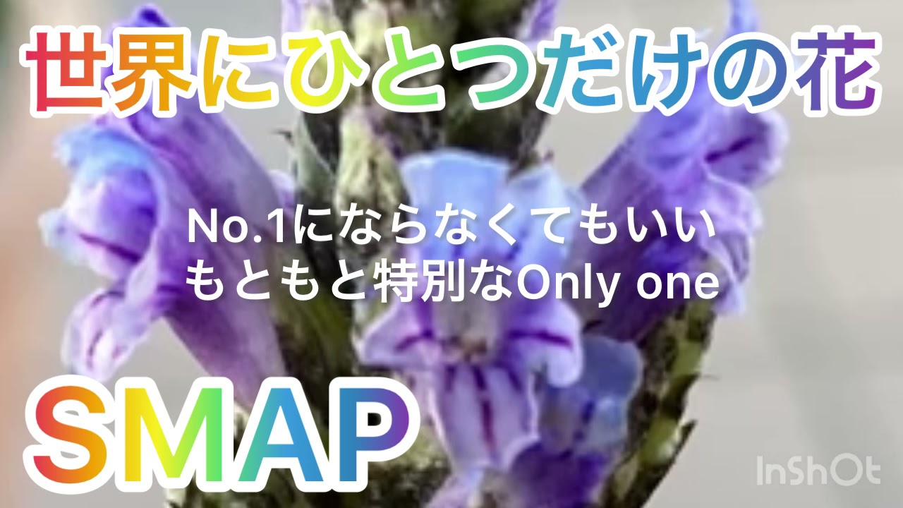 歌ってみた 世界にひとつだけの花 Smap 槇原敬之 女性キー 6 歌詞付き カバー Cover By風呼アローラ Youtube