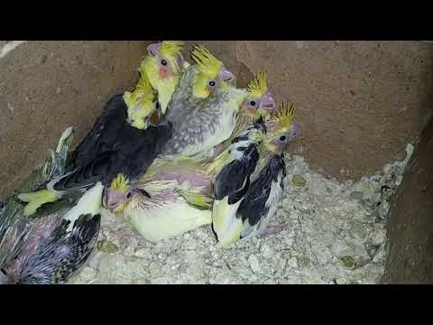 Краткий обзор пар