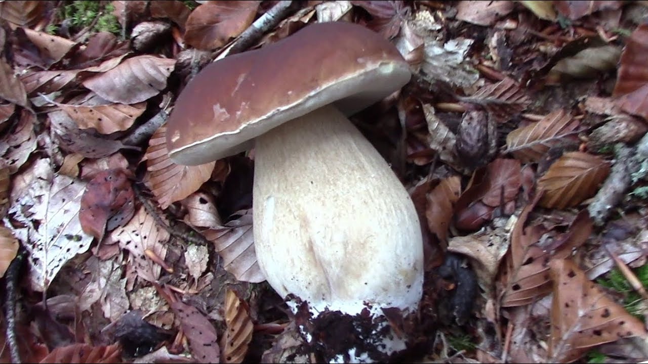 Mushroom Hunting