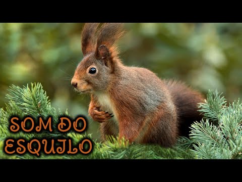 Vídeo: Os esquilos fazem barulho?